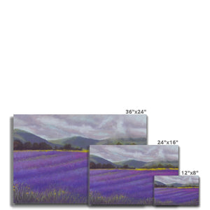 'Lavender Fields of Tasmania' Canvas