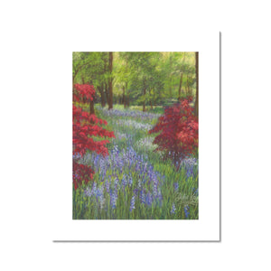 'Bluebells & Maples' Fine Art Print