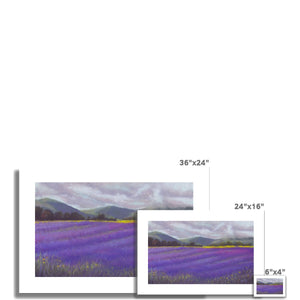 'Lavender Fields of Tasmania' Fine Art Print